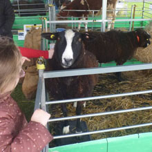 Fishers Mobile Farm visit to Middlefield Primary, Liverpool